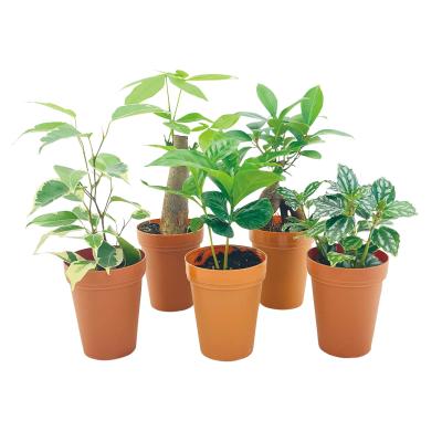 ミニ観葉植物ポットミックス１個